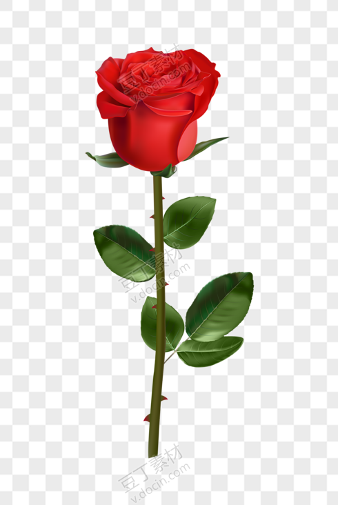 爱情花朵红玫瑰