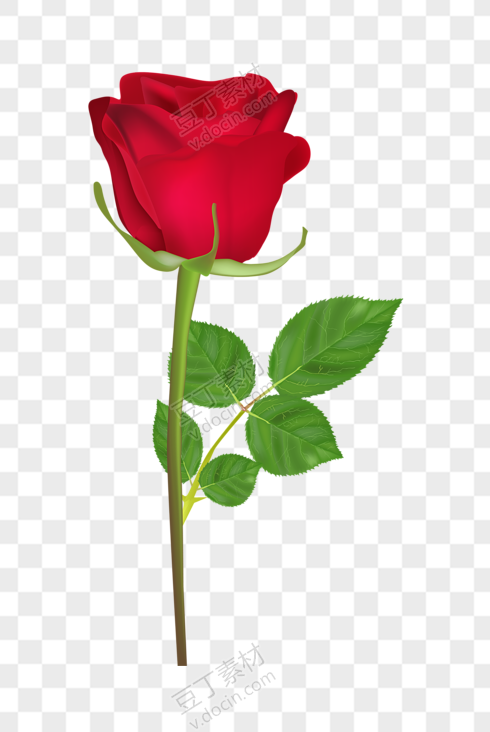 爱情花朵红玫瑰