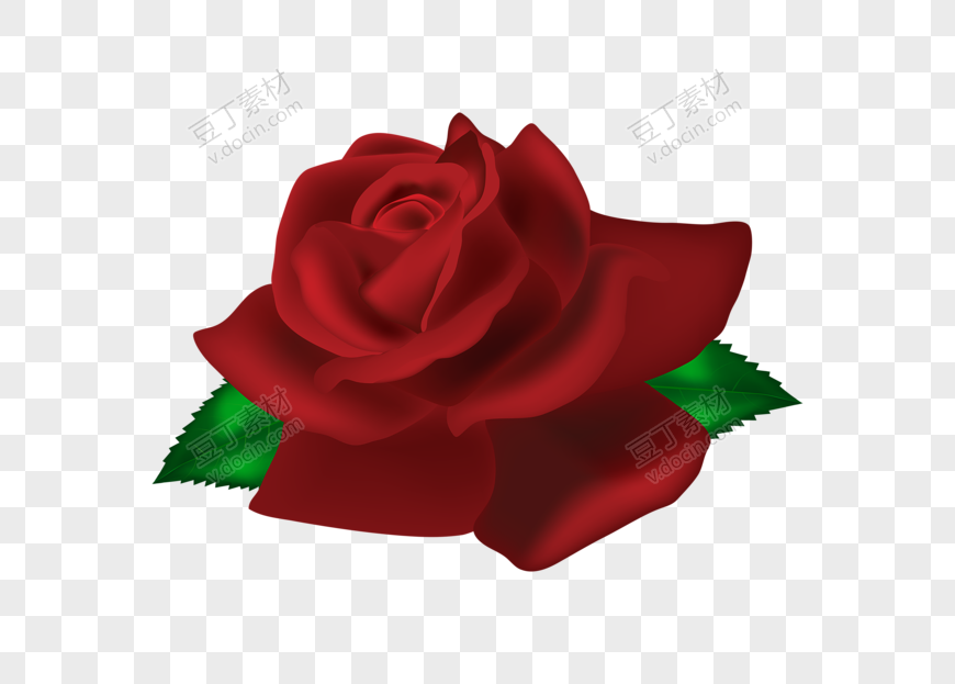 红玫瑰花朵植物