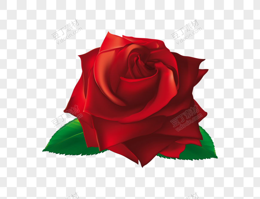 红玫瑰花朵特写