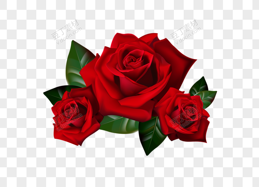 红玫瑰花朵植物