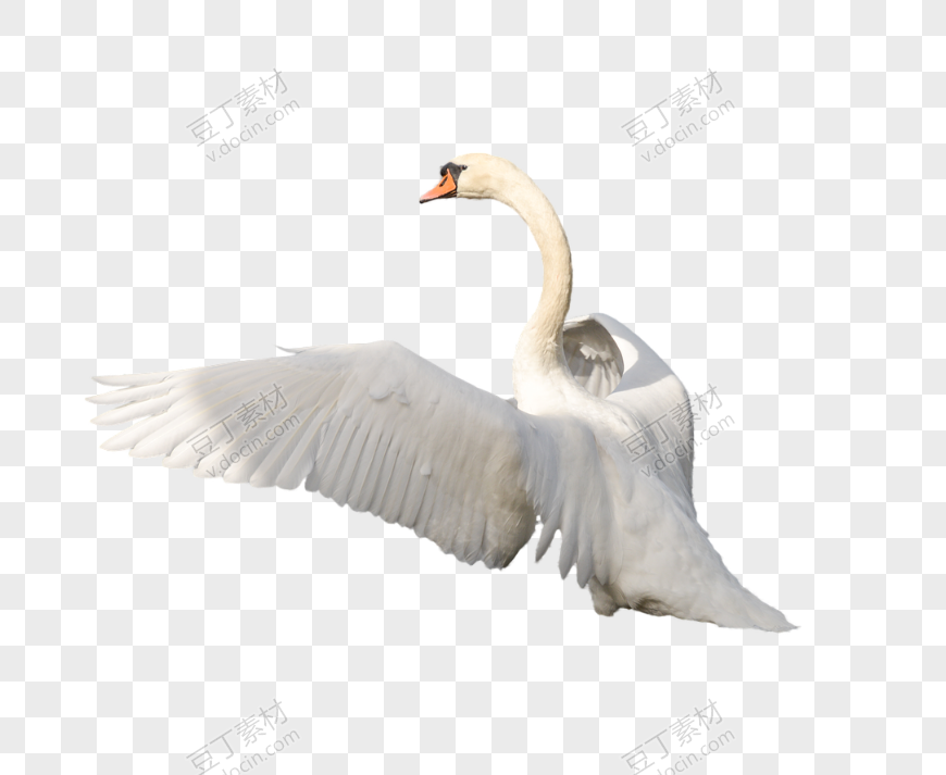伸展翅膀的白天鹅