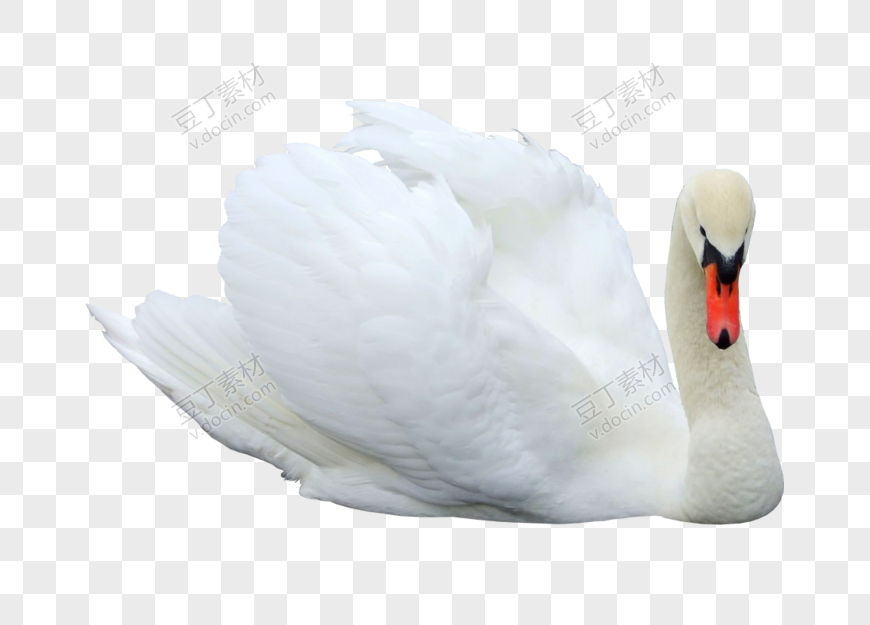 白色羽毛天鹅