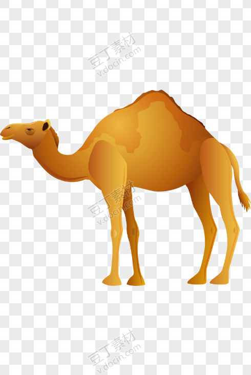 高大骆驼插画矢量图