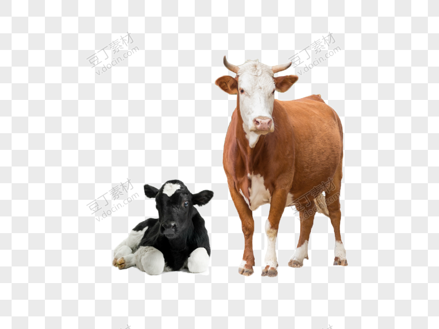 两头小牛