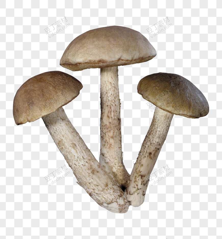蔬菜蘑菇