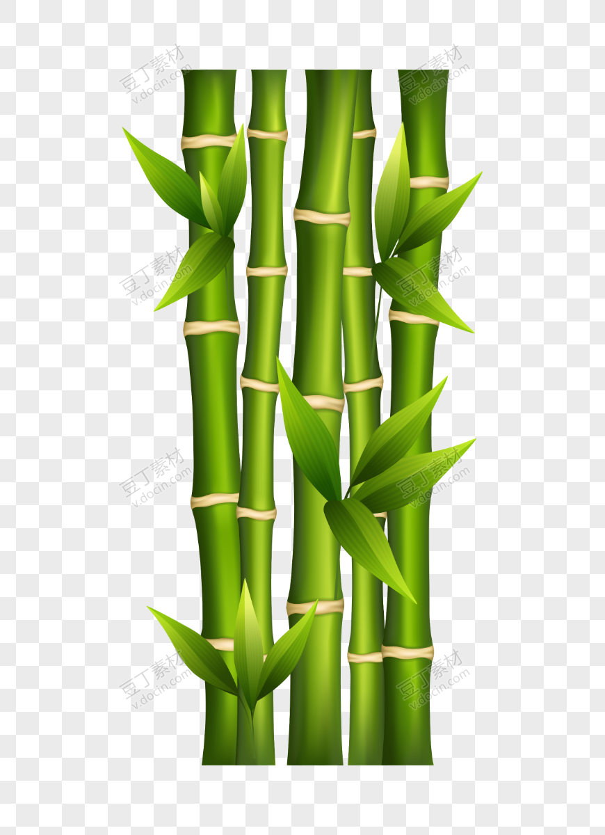 绿色植物竹子