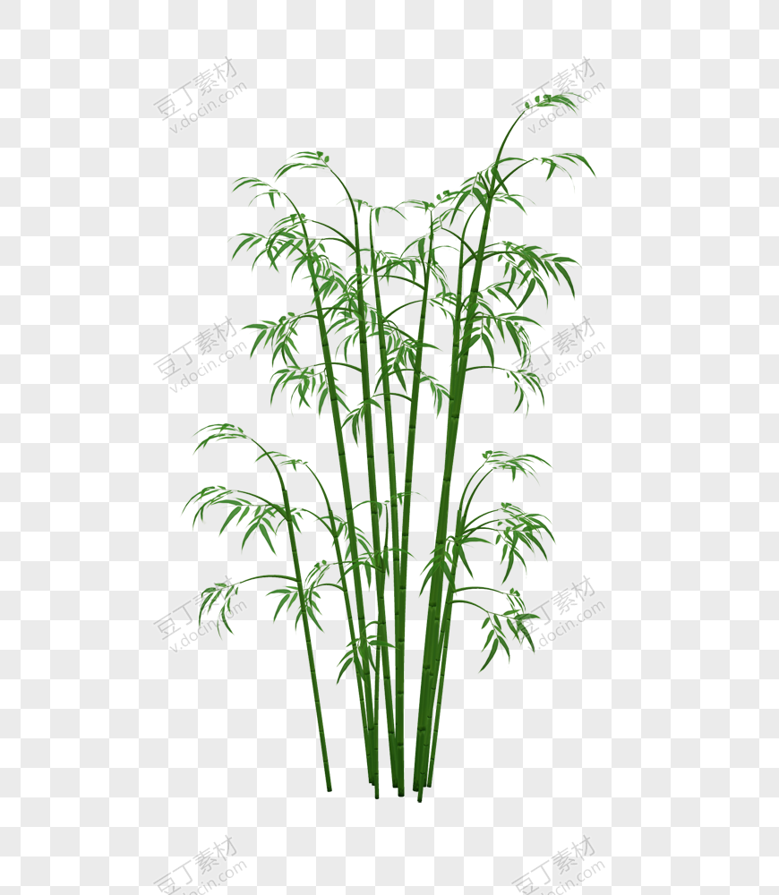 葱郁的小竹子