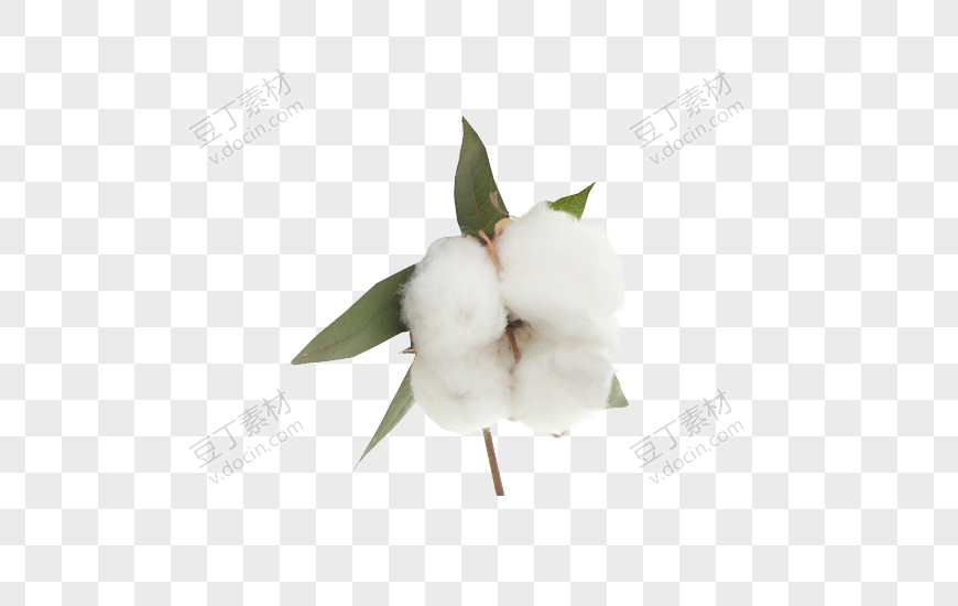 白色棉花农产品