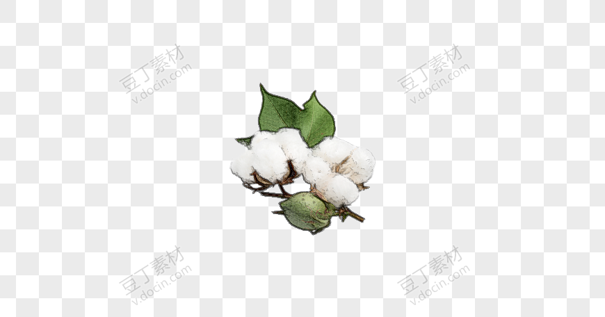 带绿叶的农作物棉花