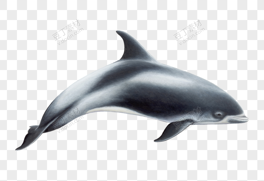 自由自在游的海豚