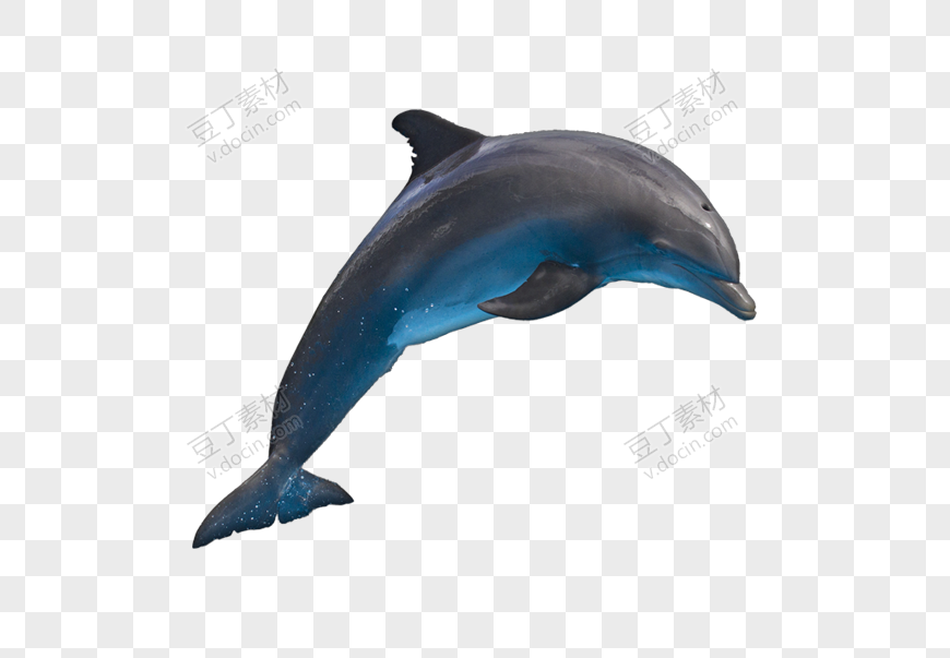 海洋里开心跳跃的海豚