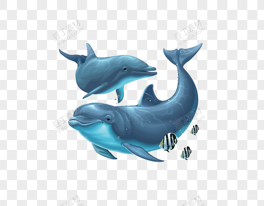 两只海豚插画