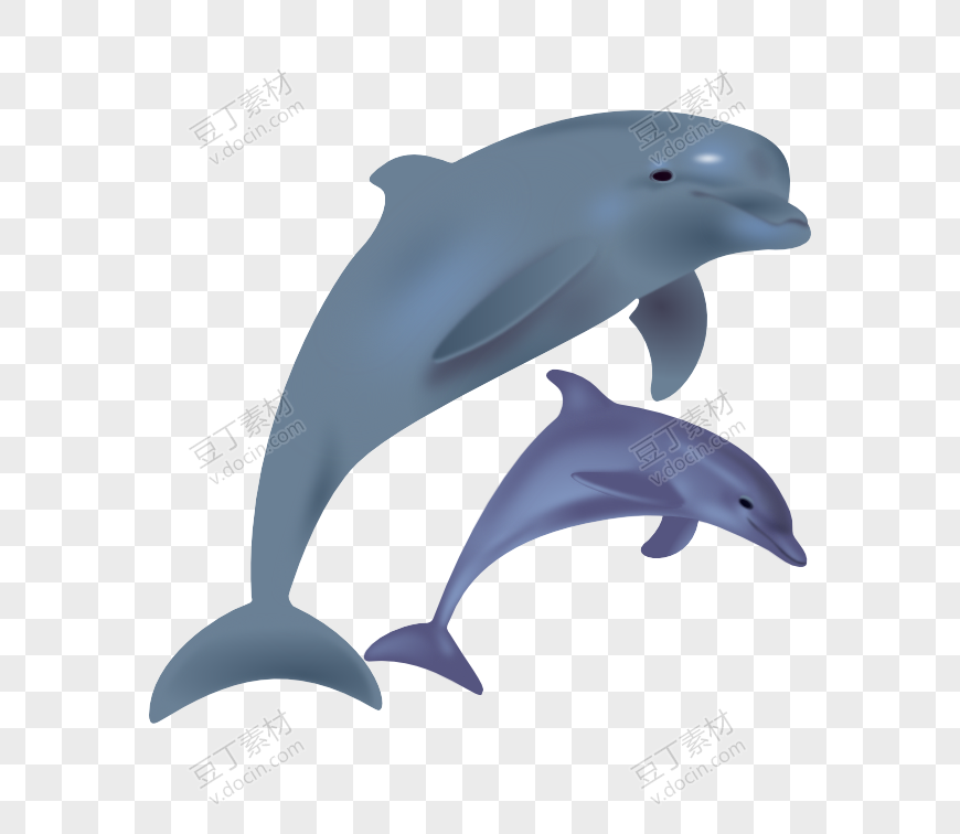 一大一小海豚动物
