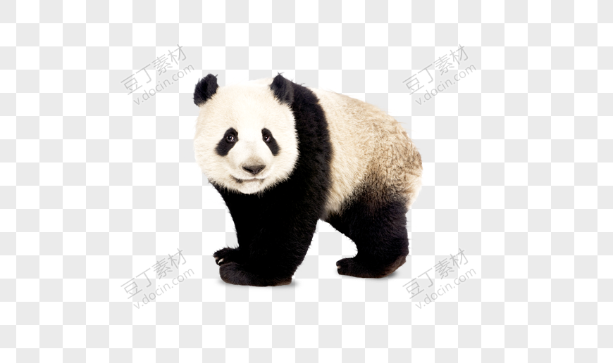 动物熊猫