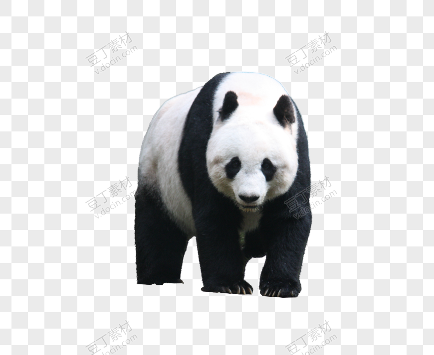 缓慢走的大熊猫