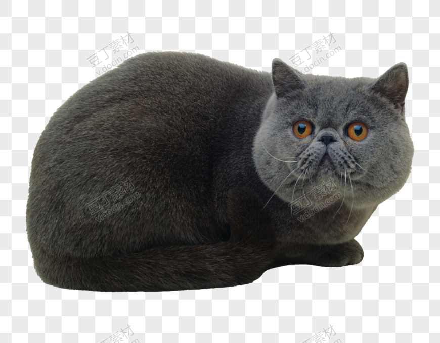 超级肥的灰色加菲猫
