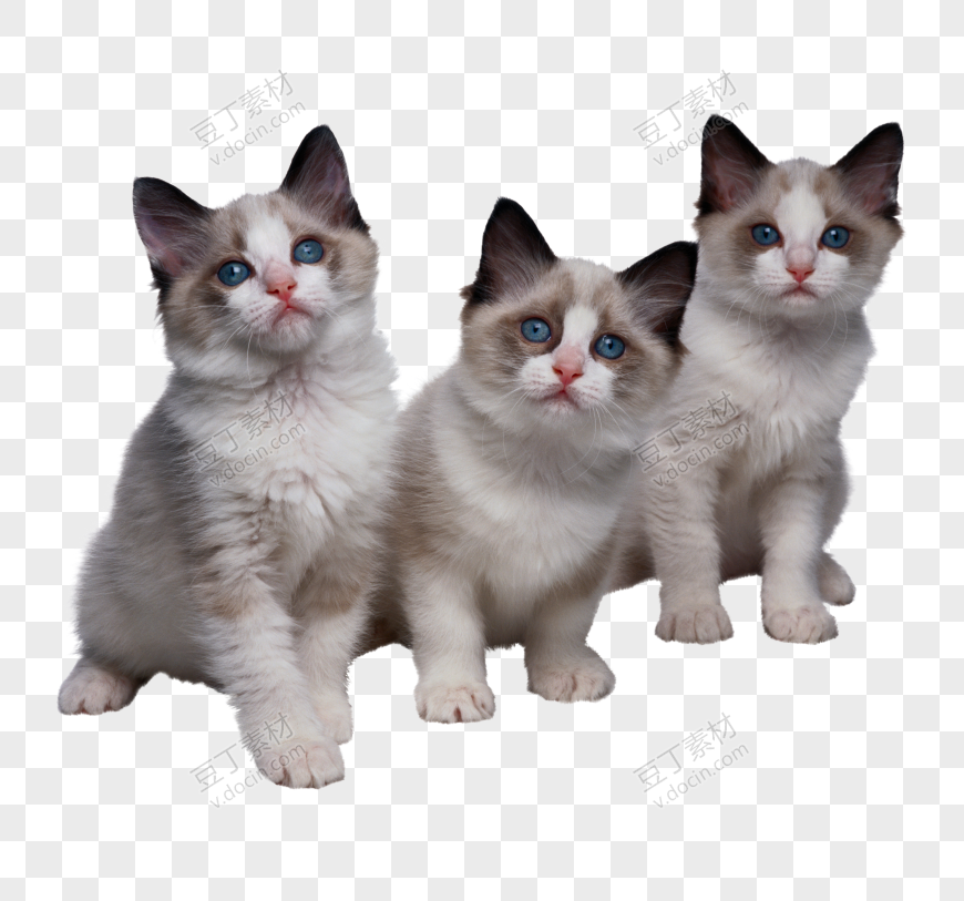 三只小奶猫伯曼猫