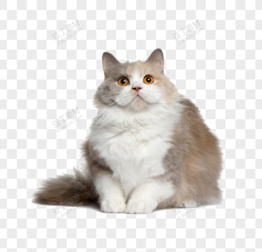 超级肥的灰白色加菲猫