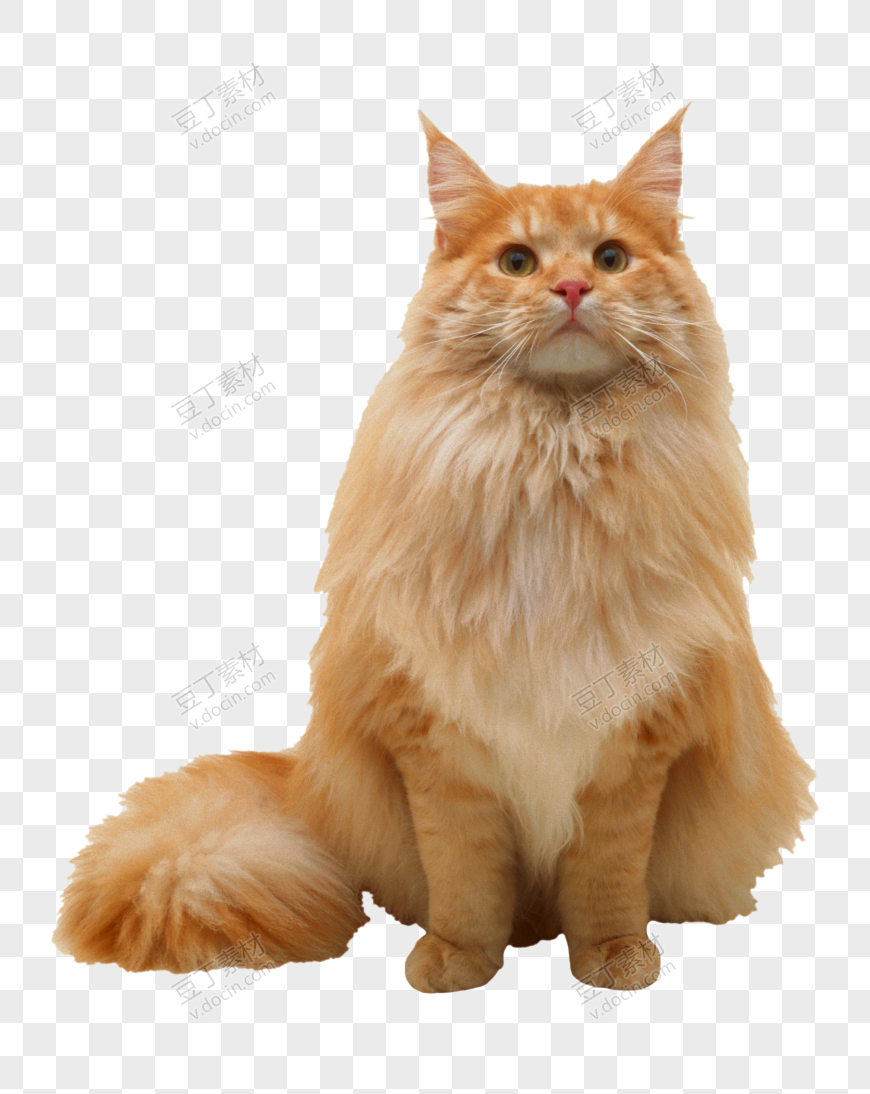 黄色胖胖的加菲猫