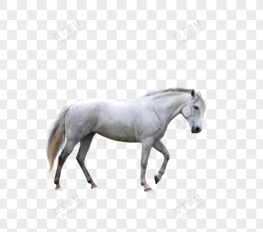 白色小马驹
