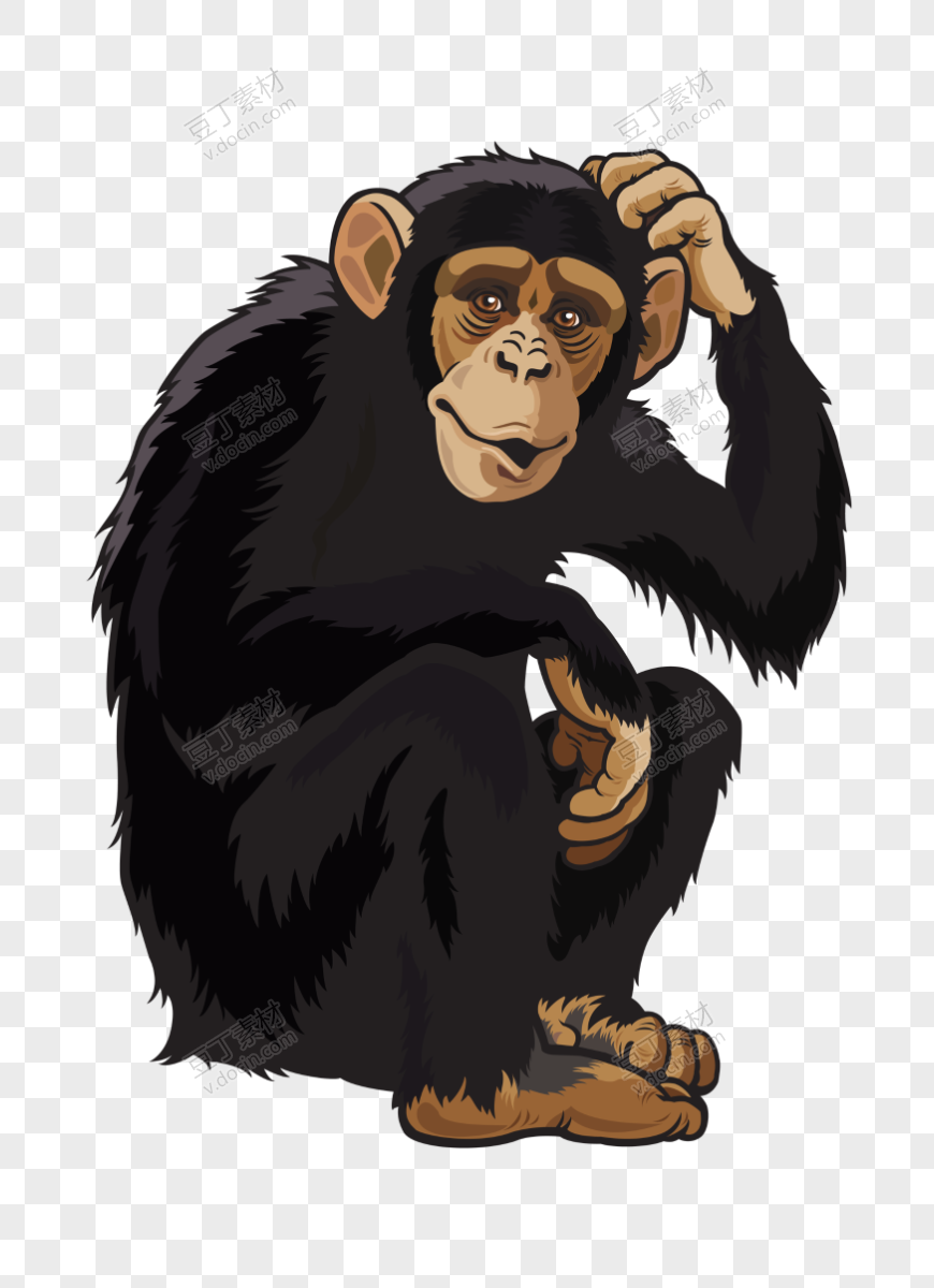 手抓头的黑色猴子插画