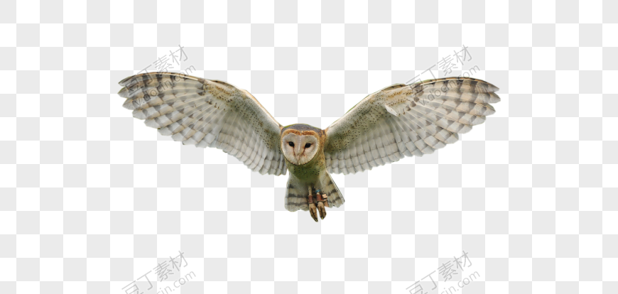 空中展翅飞翔的猫头鹰