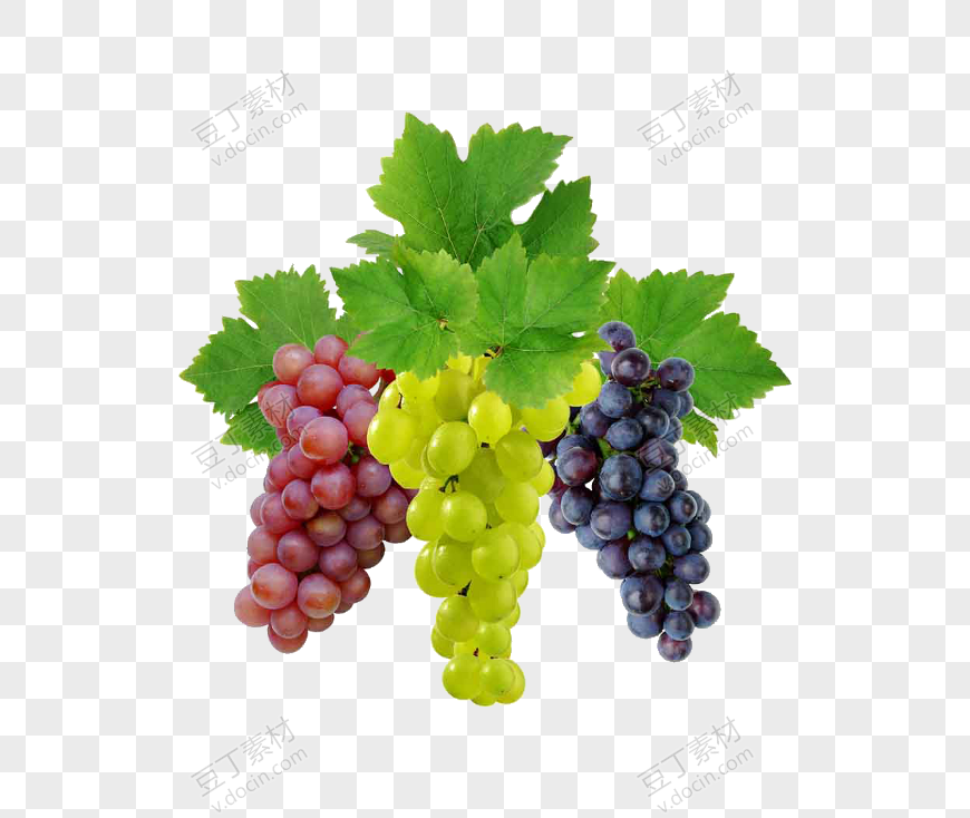 三种品种的葡萄