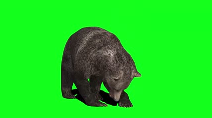 绿幕视频素材黑熊
