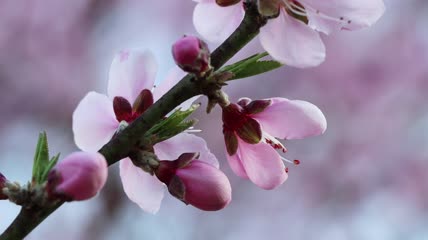 4k桃花盛開實拍視頻素材