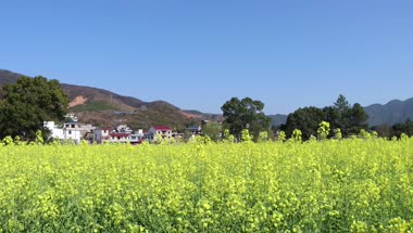 4k鄉村旅遊農業農村油菜花田實拍視頻素材