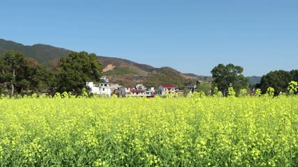 4k乡村旅游农业农村油菜花田实拍视频素材