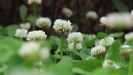 4k春天蜜蜂採花粉實拍視頻素材