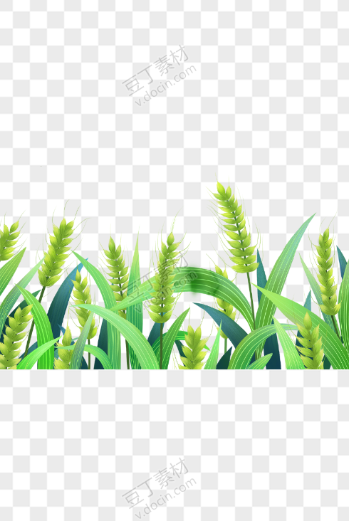绿色植物小麦