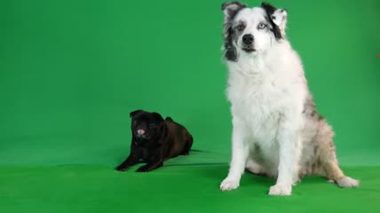 绿幕视频素材狗狗