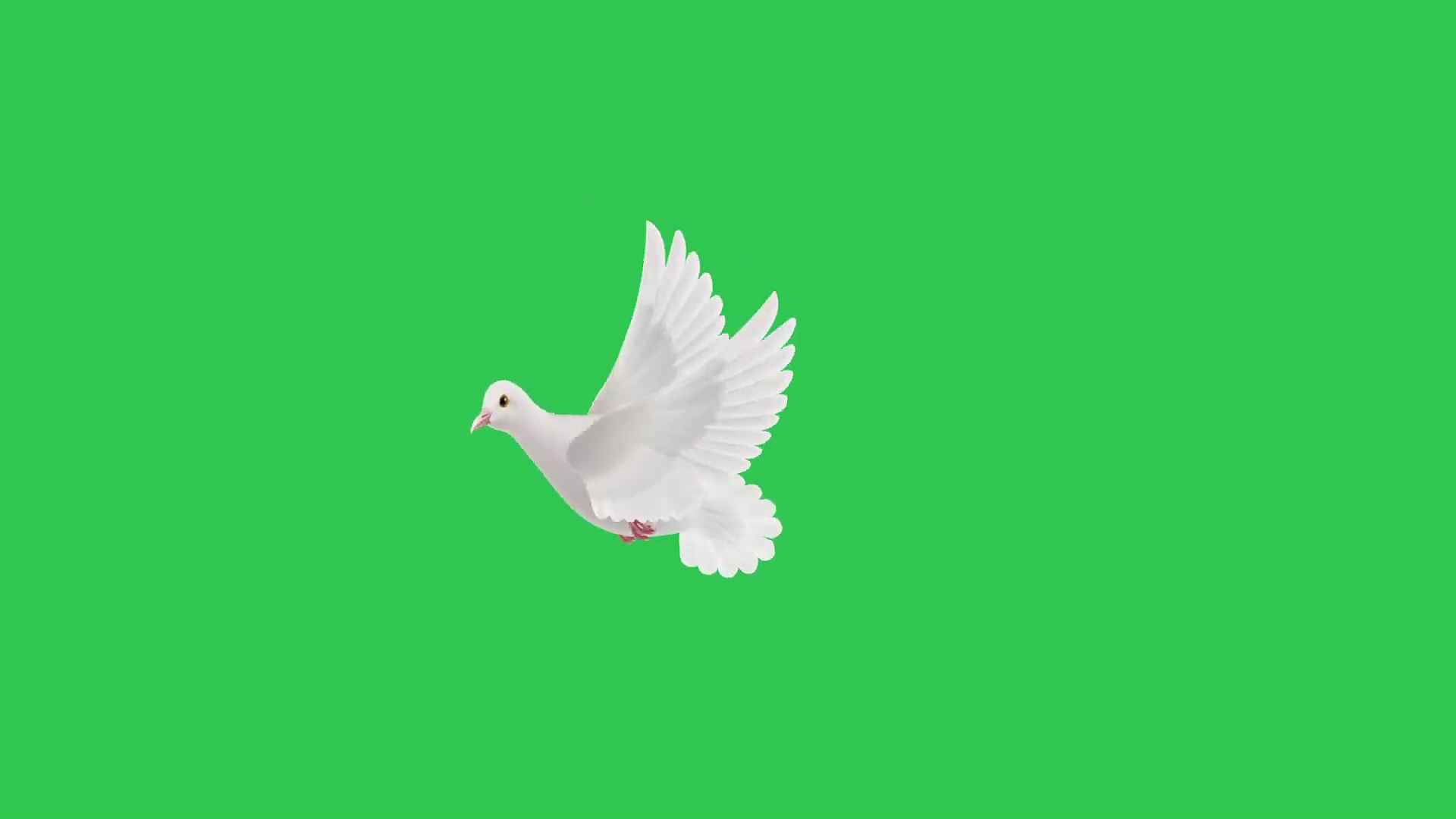 绿幕视频素材白鸽