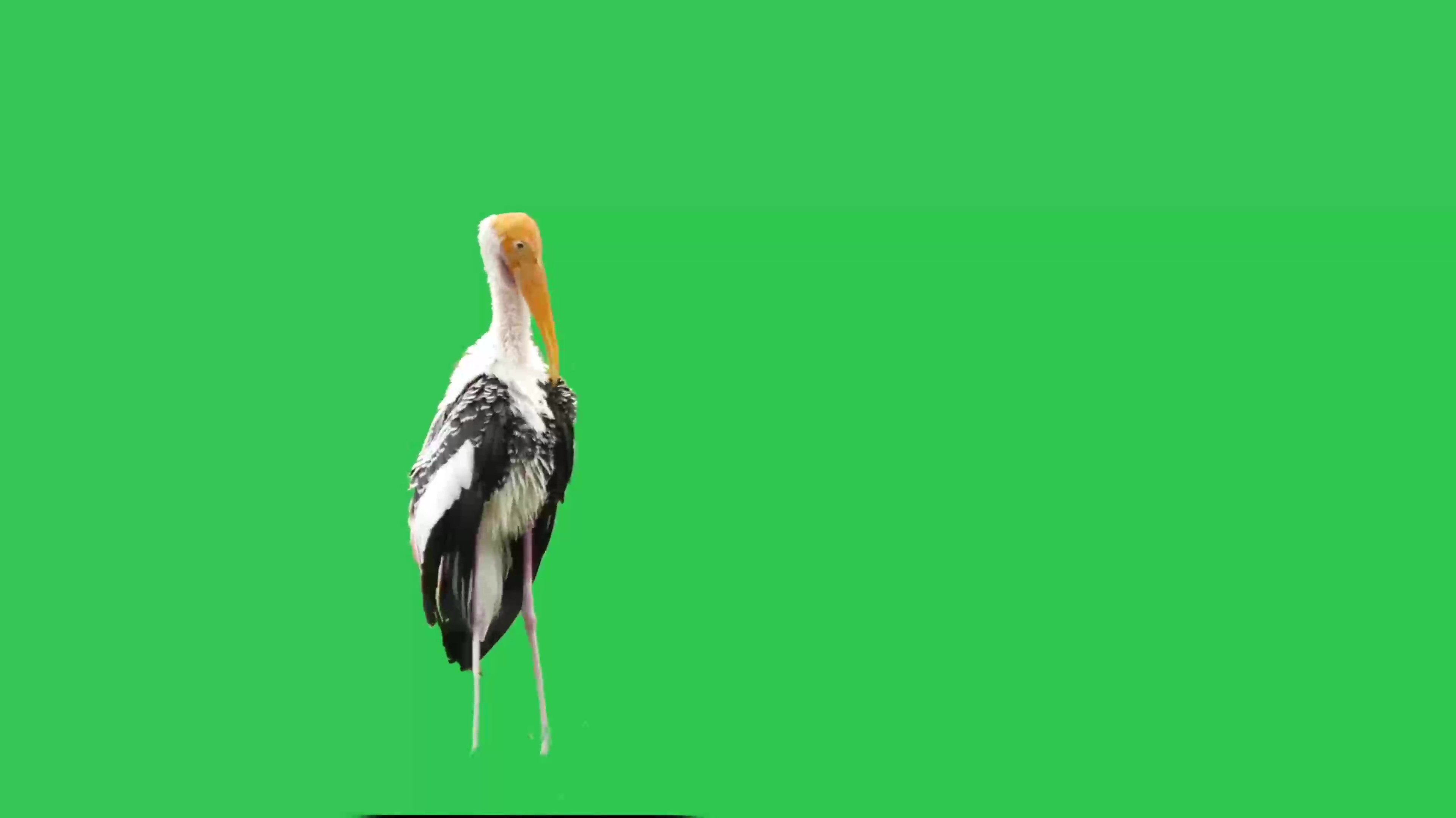 绿幕视频素材鹳鸟