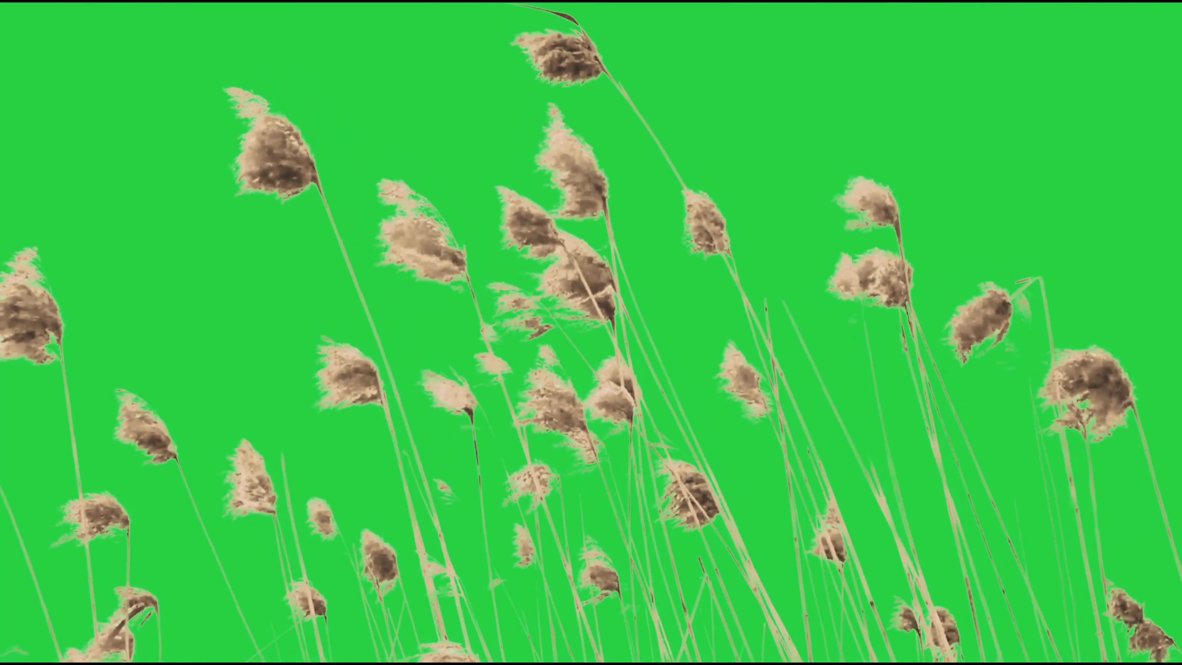 绿幕视频素材野草