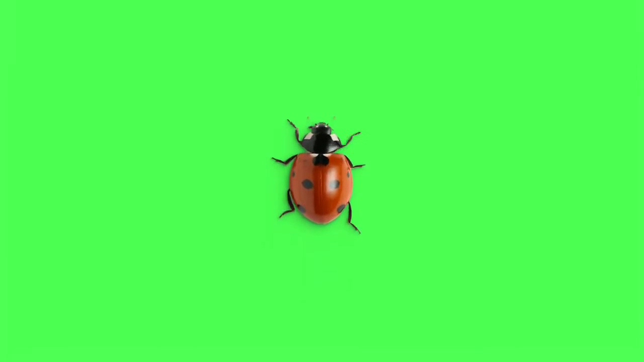 绿幕视频素材瓢虫