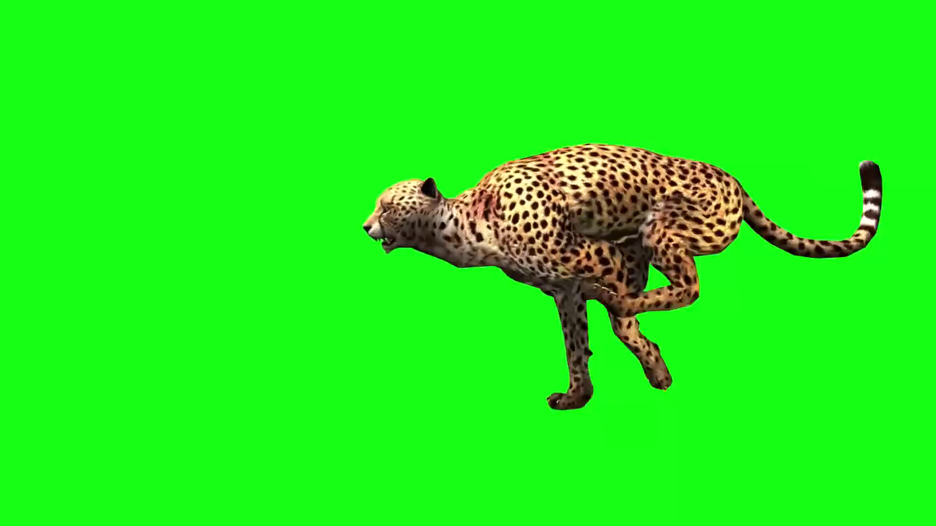绿幕视频素材猎豹