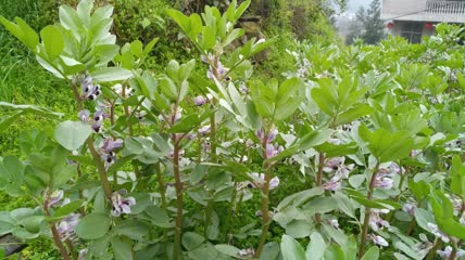 绿色有机食材大胡豆蚕豆