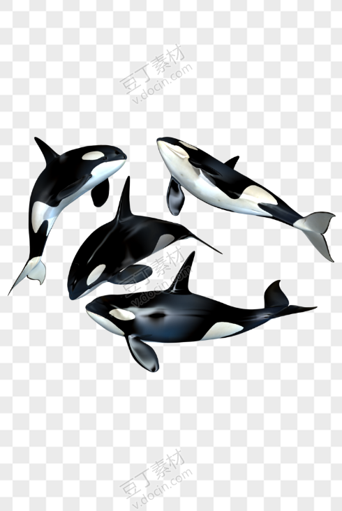 鲸鱼4