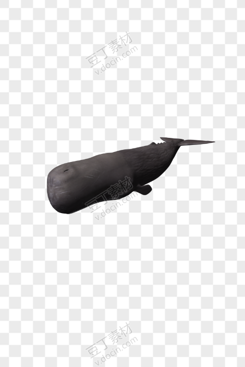 鲸鱼5