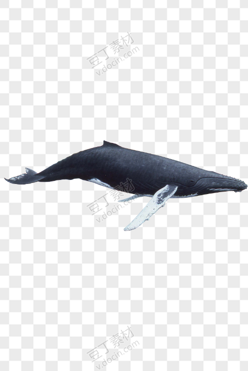 鲸鱼6