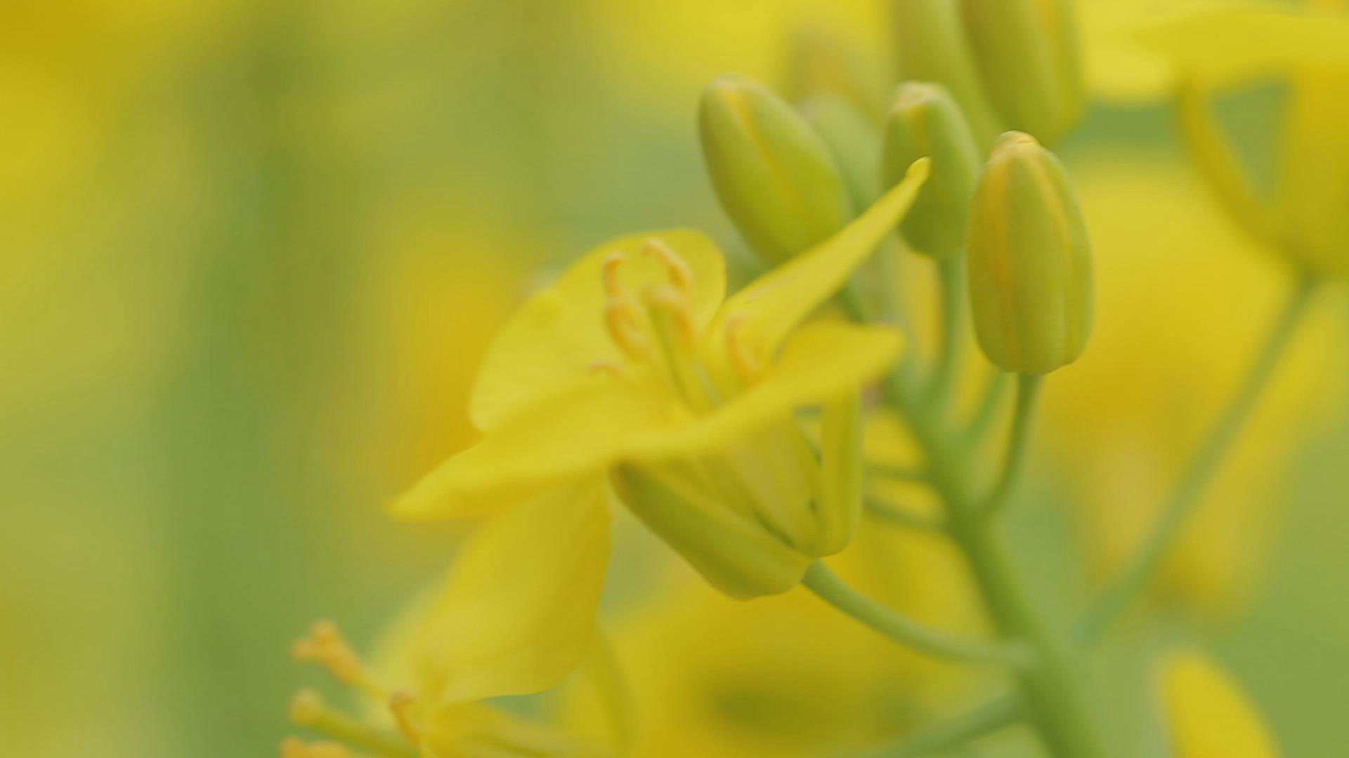 油菜花特写