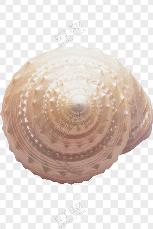贝壳PNG图(10)
