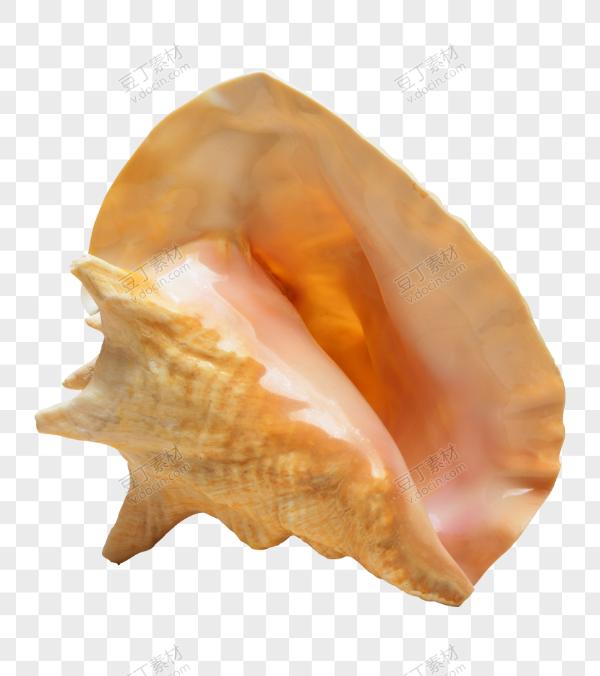 贝壳PNG图(14)