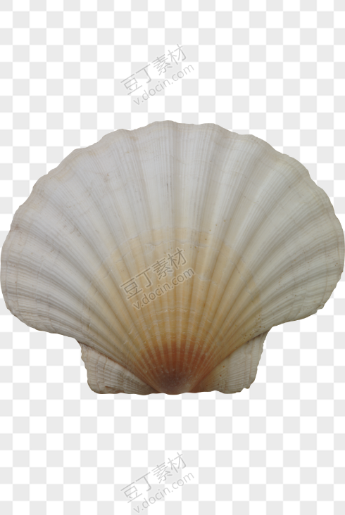 贝壳PNG图(35)