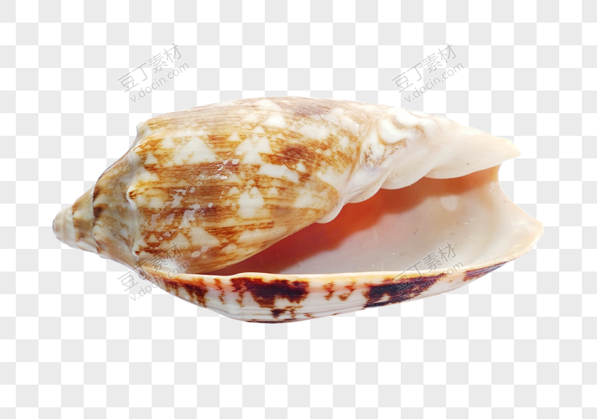 贝壳PNG图(42)