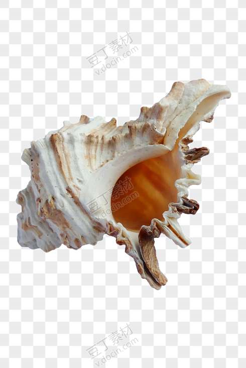 贝壳PNG图(44)